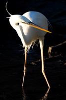 Great White Heron