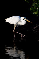 Great White Heron