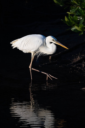 Great White Heron