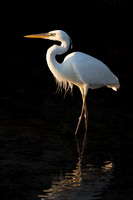 Great White Heron