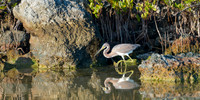Red Necked Heron