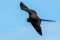 Frigate Birds