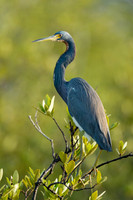 Tri Colored Heron