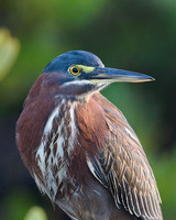Herons