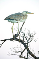 Herons