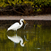 Herons