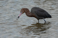 Great White Heron, Tri Colored Heron, Red Necked Heron, Pelicans, flying, fishing, pin fish