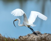 Great White Heron