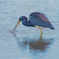 Great White Heron, Tri Colored Heron, Red Necked Heron, Pelicans, flying, fishing, pin fish