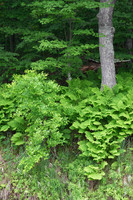 Ruffed Grouse Society