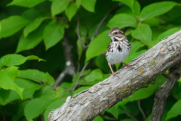 Ruffed Grouse Society